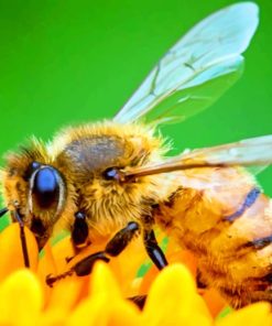 Honey Bee On Orange Flower paint by numbers