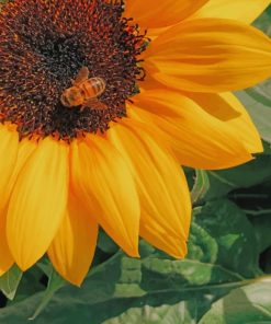 Honey Bee Perched On Yellow Sunflower painting by numbers