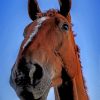 Brown Horse Closeup paint by numbers