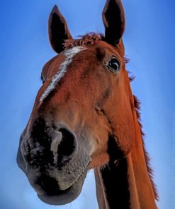 Brown Horse Closeup paint by numbers