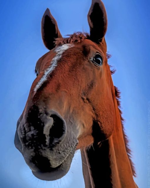 Brown Horse Closeup paint by numbers