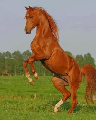Horse Standing Up painting by numbers