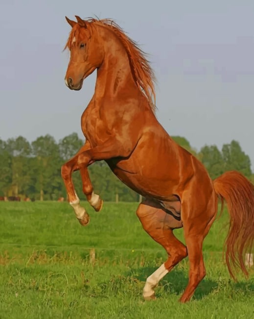 Horse Standing Up painting by numbers