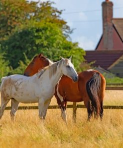 Two Horses Behind The Fence paint by numbers