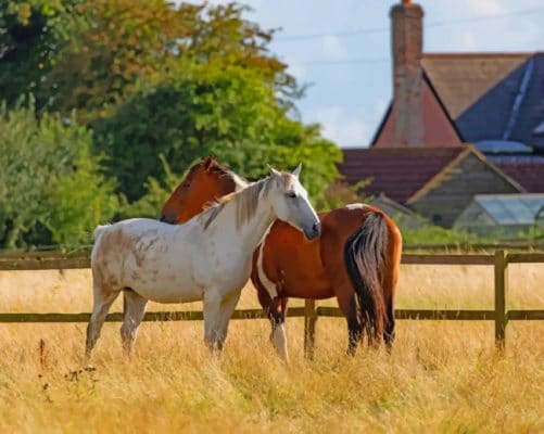 Two Horses Behind The Fence paint by numbers