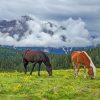 Horses In A Landscape paint by numbers