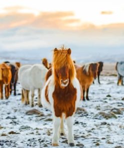 Horses In The Snow paint by numbers