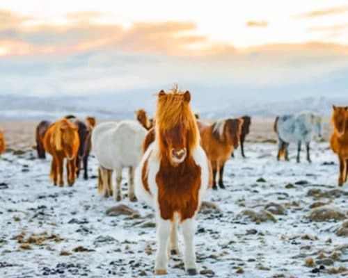 Horses In The Snow paint by numbers