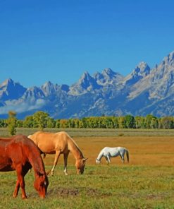 Horses In Wyoming USA paint by numbers