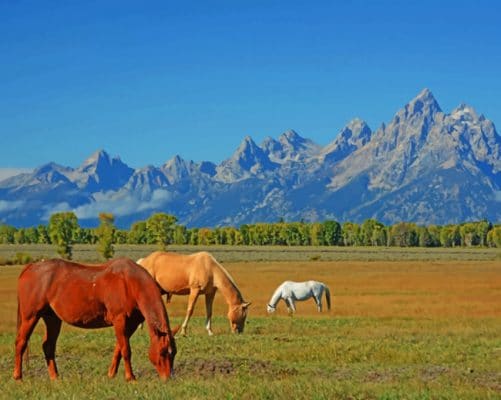 Horses In Wyoming USA paint by numbers