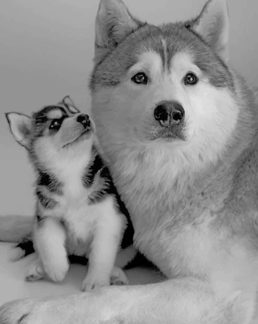 Husky And Puppy painting by numbers