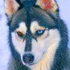 Husky Different Eye Colors painting by numbers