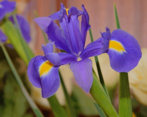 Purple Iris Flower paint by numbers