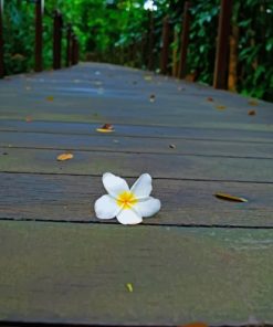 Jasmine Flower painting by numbers