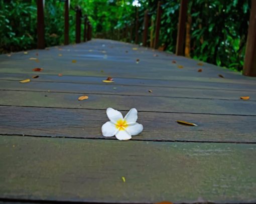 Jasmine Flower painting by numbers