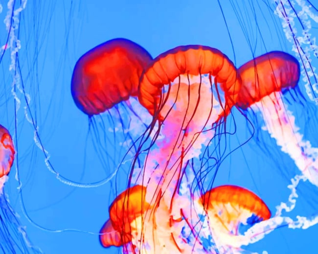 Pink Jellyfishes In The Ocean paint by numbers