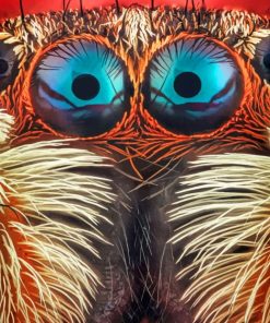 Jumping Spider Eyes Close Up painting by numbers