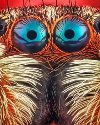 Jumping Spider Eyes Close Up painting by numbers