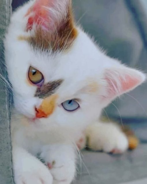 Kitten With Blue Eyes painting by numbers