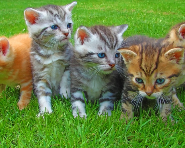 Young Blue Eyed Kittens paint by numbers