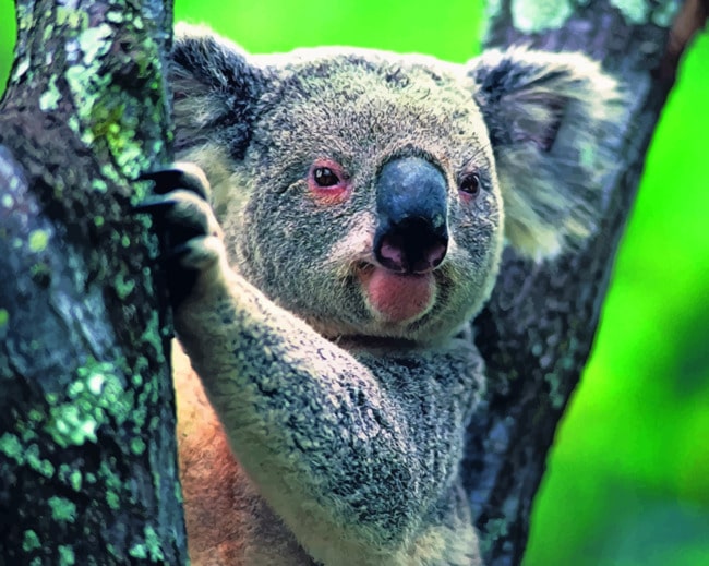 Koala Bear On The Tree paint by numberrs