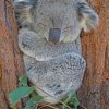 Koala Bear Sleeping painting by numbers