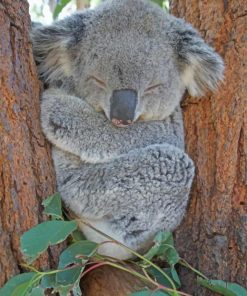 Koala Bear Sleeping painting by numbers