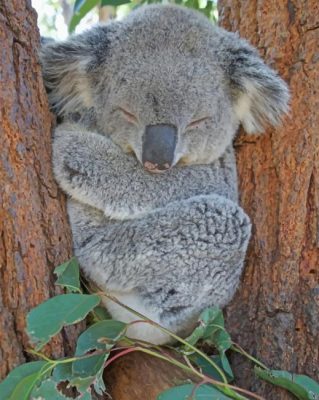 Koala Bear Sleeping painting by numbers