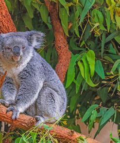 Koala Bear On A Tree Branch paint by numbers