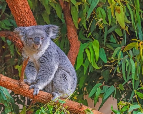 Koala Bear On A Tree Branch paint by numbers