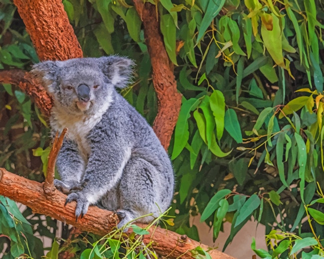 Koala Bear On A Tree Branch paint by numbers