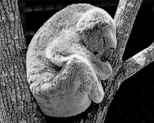 Koala Bear Sleeping painting by numbers