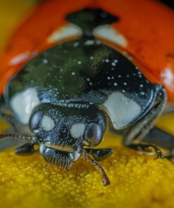 Lady Bug Close Up paint by numbers