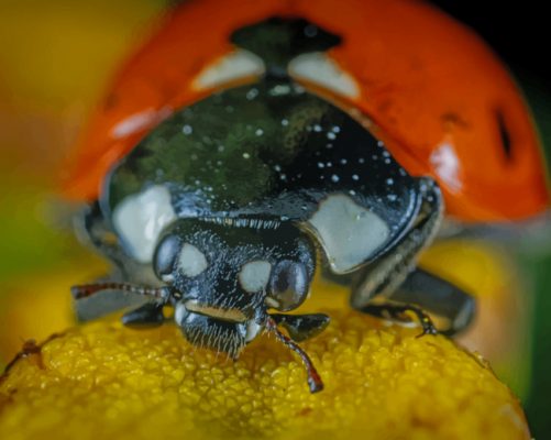Lady Bug Close Up paint by numbers