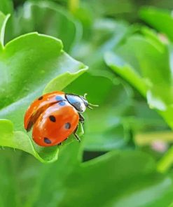 Lady Bug On A Leaf paint by numbers