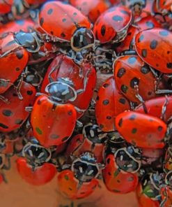 A Swarm Of Lady Bugs paint by numbers