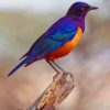 Lamprotornis Hildebrandt Bird paint by numbers