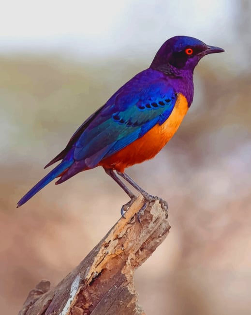 Lamprotornis Hildebrandt Bird paint by numbers
