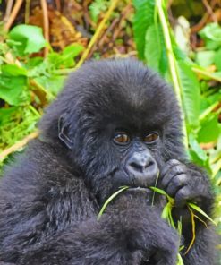 Baby Black Gorilla painting by numbers