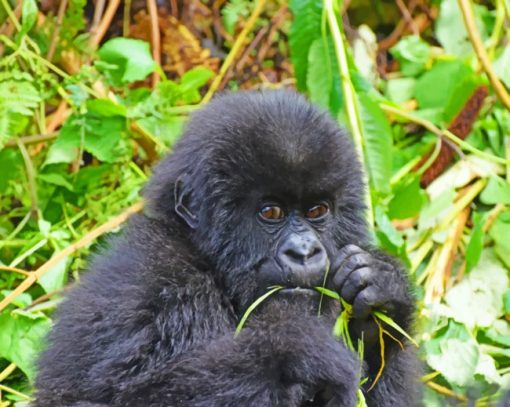 Baby Black Gorilla painting by numbers