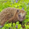 Lil Hedgehog painting by numbers