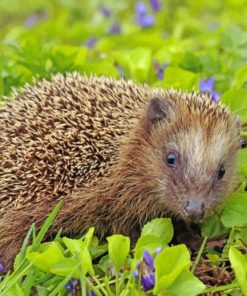 Lil Hedgehog painting by numbers