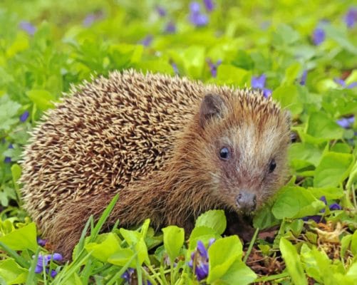 Lil Hedgehog painting by numbers