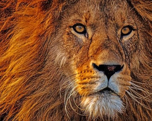 Lion's Face paint by numbers
