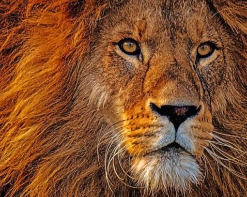 Lion's Face paint by numbers