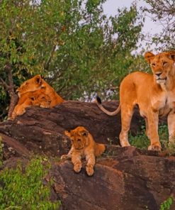 Lion's Family On Tree painting by numbers