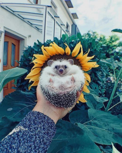 Hedgehog Sunflower painting by numbers