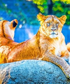 Two Lionesses On A Rock paint by numbers