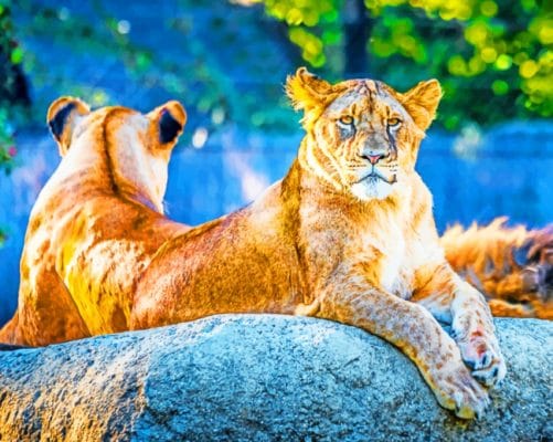 Two Lionesses On A Rock paint by numbers
