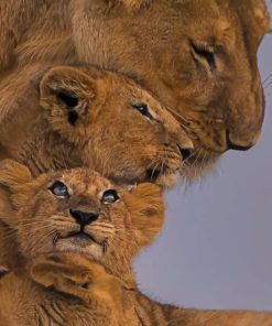 Lion's Family painting by numbers